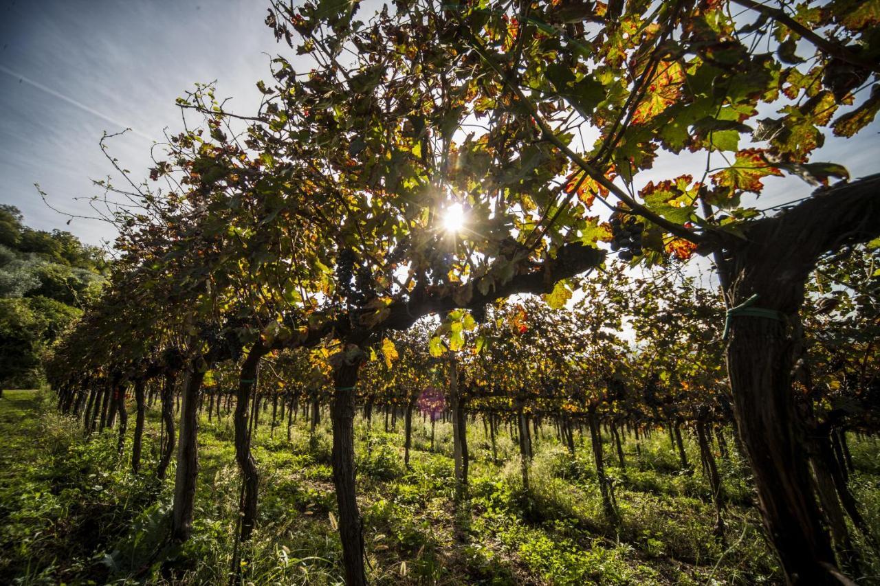 Agriturismo Le Volpi Baone Luaran gambar